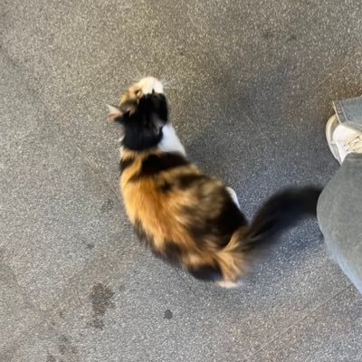 birdiyuo's profile picture. 