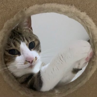 fukakuteisei's profile picture. #受験生 #逆転合格 #凡人から脱却したい｡ 『夢を追うための傷は決して無駄なものなんかじゃない｡』理系｡好奇心だけは自信あり｡少しだけ難聴｡猫派｡英語強になりたい｡