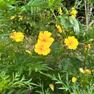 SecretAfter2117's profile picture. 