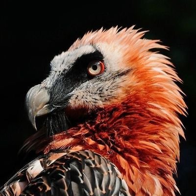 Lvc1dhexed's profile picture. I wipe mah ass wit sandpapuh, we r not da same⠀ ⠀ ‌ ⠀ ⠀ ‌ Monster/Dino/Fantasy Enthusiast | Freelance Artist | 18+ |