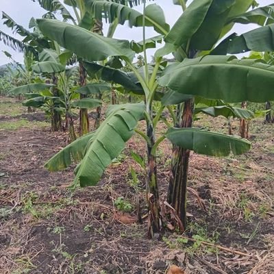 gum26580's profile picture. 