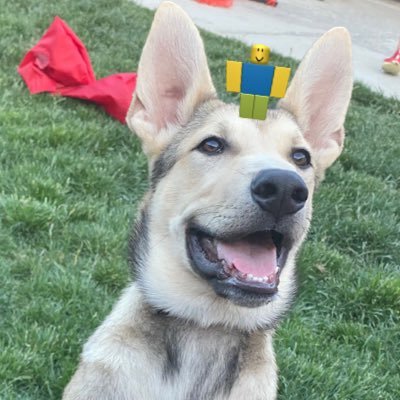 0Sigma291210's profile picture. ✝️GOD First✝️. Roblox Content Creator 13! YouTube ReallyRovixYT DM close sometimes