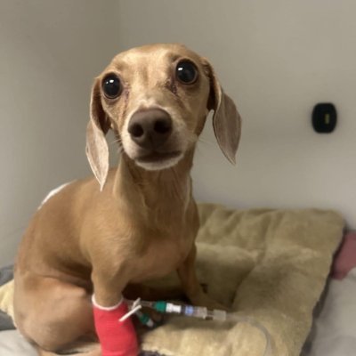 LunaOnCardano's profile picture. Charles friend's dog, Luna, needs our help & strength! 🌙

9248e3f6e7c365162a0a658fb5d8d389707a9e24f00c7bff8fb5ceae4c554e41