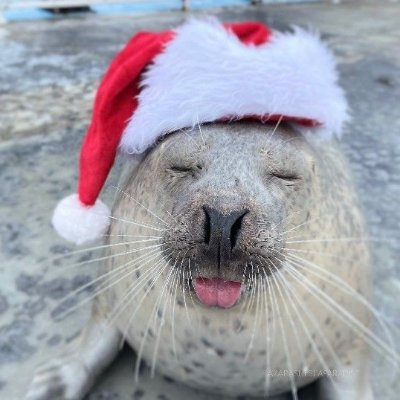 godsfavfemcel's profile picture. im a seal irl did u know that
┆❝ sheノthey❞
┆⋆˚🦭 ˖° lesbian
╰ ➤ ss idia, azul, and yuuna yume ˎˊ˗