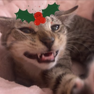 mrmeowserr's profile picture. 