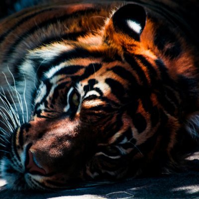 MegaIndiann's profile picture. FPS gaming | Wannabe streamer | Avid rage-baiter