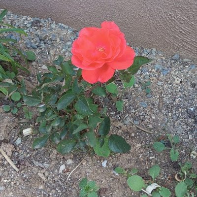 albapriscillag's profile picture. 