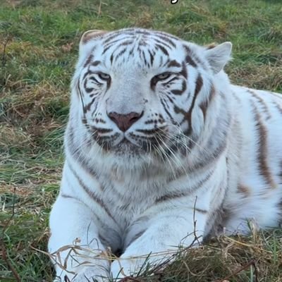 catpaglu's profile picture. 