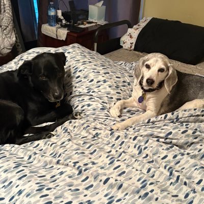 stevelovesgolf's profile picture. loves golfing, coffee, cooking, reading, music, and Jack the dog, son Steven jr.