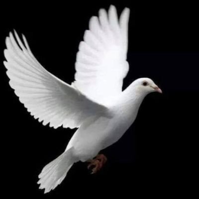 image4eva's profile picture. Man of unusual grace.