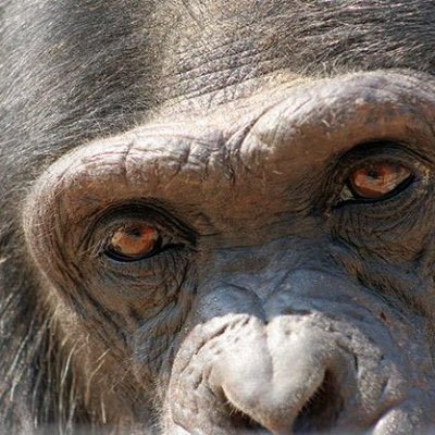 magritte_rene_'s profile picture. 投资丛林里的狩猎者。无CRS炒美股上盈透： https://t.co/KCBcu344mg...