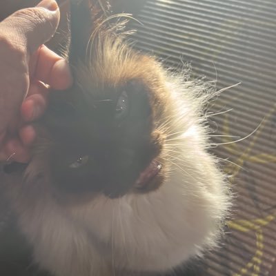 thiagopintovani's profile picture. 26y | computer science | js & php/laravel ecosystem | @carpevnter 💜  all views here are personal