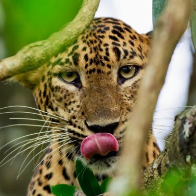 igorvigor19's profile picture. Mr. Cynical