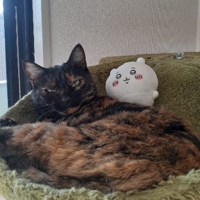sabineco97's profile picture. あつ森と影廊やってます サビ猫さん(2017年9月7日生まれ)と暮らしてます 🐈ちゃんの画像多めにRTします