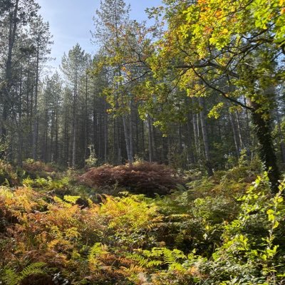 ChartingMaster's profile picture. 