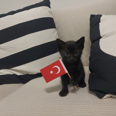 mervssssssss's profile picture. Türklük hem mefkurem hem de kanımdır
