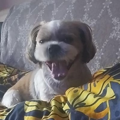 RedSpecter_2122's profile picture. Its absolutely crazy how you read this