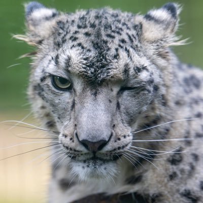 PicsSnep's profile picture. stupid snow cat thing 🐱 | Taken 🦴| he/it