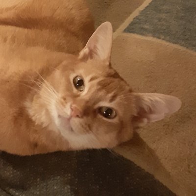 SquirtTheCat's profile picture. https://t.co/puVVvymvdY 
🌈 6 June 2025 🌈
Nemesis of anything that squeaks.
Humble #Purrs4Peace purrkateer.

My book! 😹 https://t.co/gKnJtMECE2