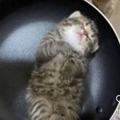 Nirbhai_10's profile picture. learner & observer