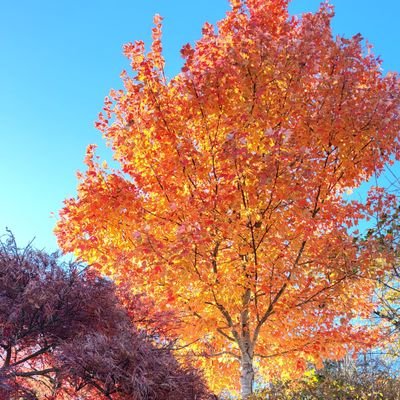 Weirdo1963's profile picture. 🪳 🗳