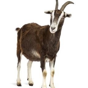 TeomMerushah's profile picture. לא ממליץ לעקוב