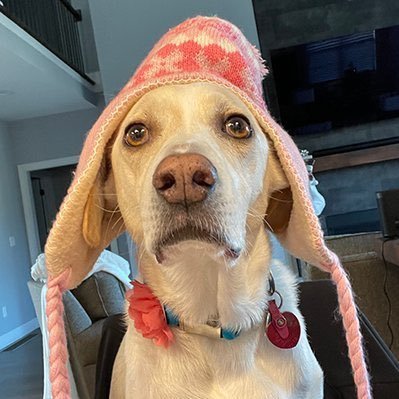 ovabear's profile picture. 