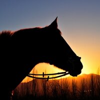 Horse About Trails (@capehorseriding) 's Twitter Profile Photo