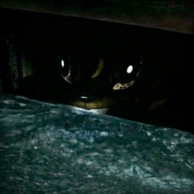 TheLassieCassie's profile picture. 3D & 2D ANIMATOR AND MODELLER FERAL BAKER ON THE LOSE