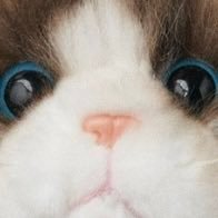 brknmirrorball's profile picture. spencerino | 29 | folkwhore | dragon rider | i can make a shit show look a whole lot like forever & ever