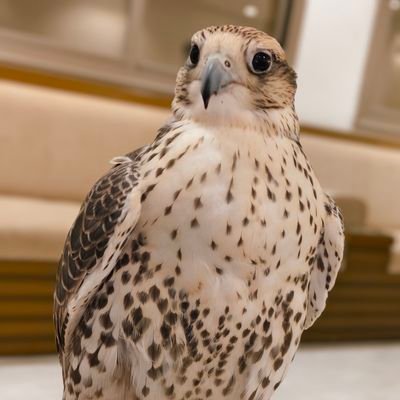 SekhAsraf53537's profile picture. 