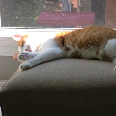 JaiIndependent's profile picture. Die Gedanken sind frei. HopeForUkraine. UnitedHelpUkraine. Nebraska, Northwestern, Duke.Protect wolves.