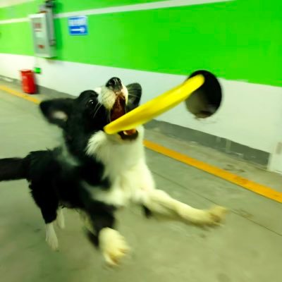 dumomofu's profile picture. 