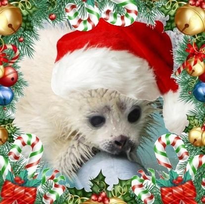 Goofysushi85768's profile picture. she/he/they|| seal liker|| autism + ADHD|| dni proship, darkship, pedo, zoo, necro, shedtwt|| genderfluid and pan|| looey's wife