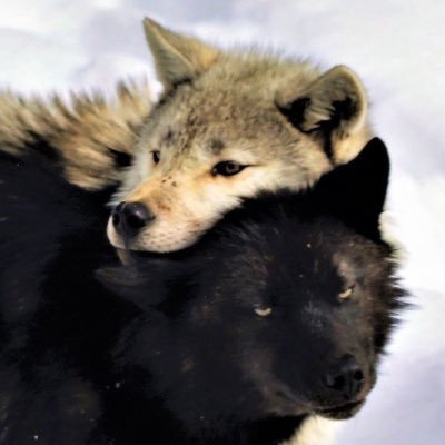 bagzillah's profile picture. 相信过程