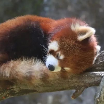 redpandastri's profile picture. i saw toben pass 81 23 and 6 a joint !! they said it was laced with goatedness and hopium ??