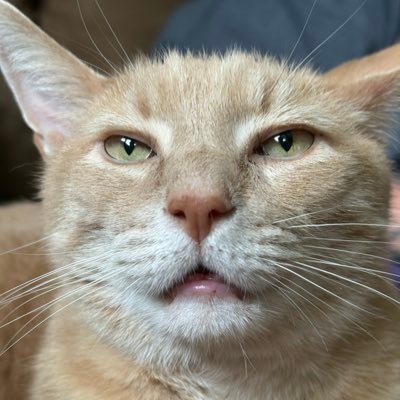 LadyEsquire412's profile picture. Xennial golden retriever lesbian lawyer. Pragmatic radical trans inclusive feminist. Social & corporate media are equally useless. PGH/Sceptres fan. 💙💛🖤