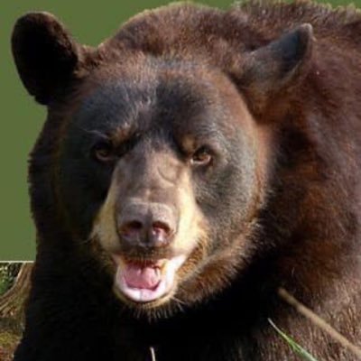 problembear's profile picture. Blue Collar Bear With a Jesuit Education. Approach with Caution. Wilderness will provide the genetics for earth’s rejuvenation long after humans become extinct