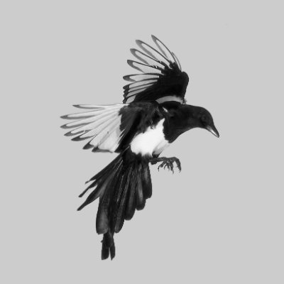 picaraza_'s profile picture. Forjar la irrupción de lo posible en lo real ☭