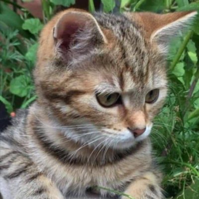 orhandemircii2's profile picture. 👉 NO PORN 🚫 
👉NO DM      🚫