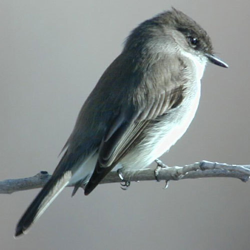 phomoo's profile picture. 