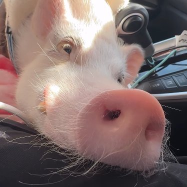 Grunzender's profile picture. Ganz verschiedene Frequenzen