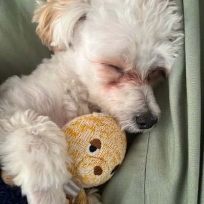 warabimochi513's profile picture. APEX ARK