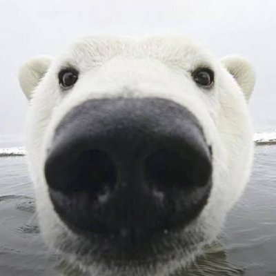 GudubetTapir's profile picture. İtü - Telefon Tamiri

Property of @fortunastra