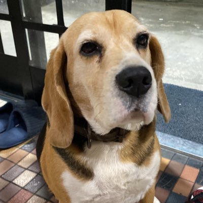 maduzvh's profile picture. paz entre nos e guerra aos senhores