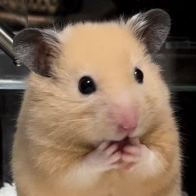 mom997o's profile picture. 日本🇯🇵は日本であってほしい。
五毛(中国人工作アカウント)と左翼の方の中身のない誹謗中傷等には返信しません。
中身のある議論ならたまに返信します。
8964天安門