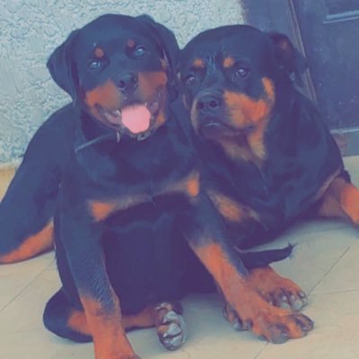 cisselodge's profile picture. iCrypto 🧌 $VRA $SUIP