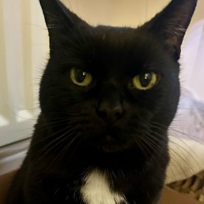 MunchPudding's profile picture. #Ambassacat for Altrincham 🐾 #Hedgewatch 🌳 #EUCatClub 🇪🇺 #TheAviators ✈️ #TheRuffRiderz 🏍#PanfurSquad 🖤#ECC 🍰 #GotchaDay 1. 02/07/15 2. 18/12/19