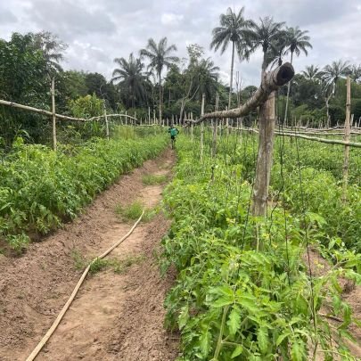 Megleefarms's profile picture. Farmer | Crop Scientist | Forex Trader 📈| Inspiring and cultivating knowledge in the world of Agriculture 🚜🌾 | WhatsApp: +2349033421135