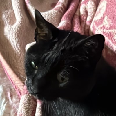 lbbravodev's profile picture. 